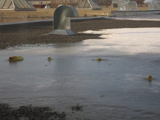 rubber ducks in a small water puddle on rooftop